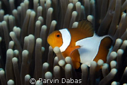 anemone fish by Parvin Dabas 